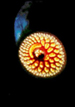 A lamprey mouth
