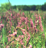 Purple Loosestrife