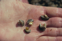 Zebra Mussel. Click to see larger image.